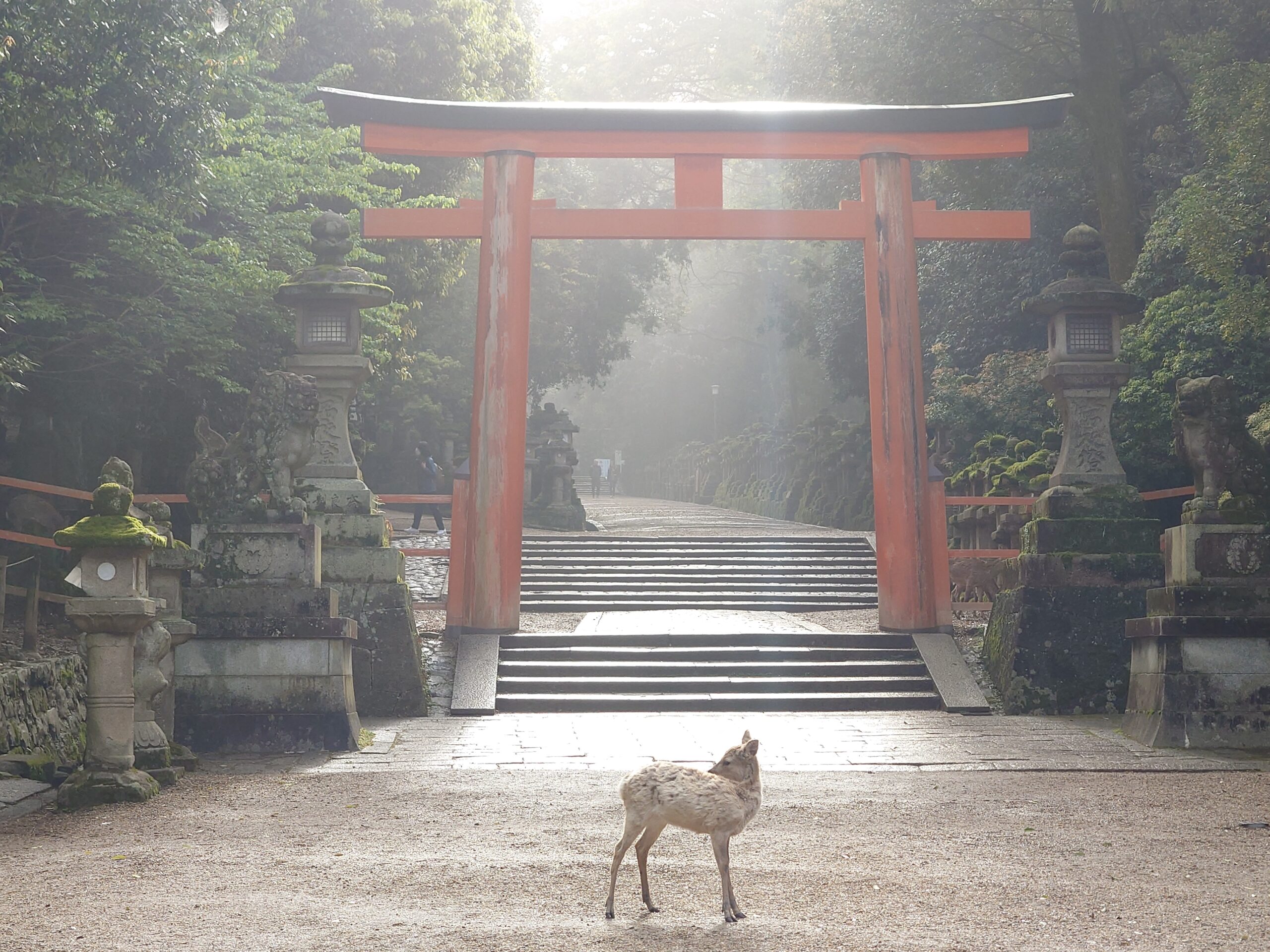 春日大社鳥居前の鹿